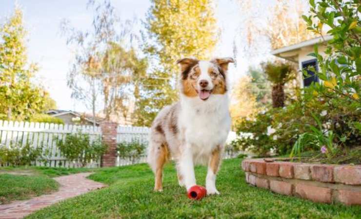 è felice la vita di un cane in giardino?